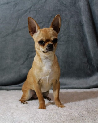Étalon Chihuahua - Priska Des Pattes D'Argent