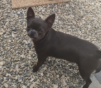 Étalon Chihuahua - Ruby (Sans Affixe)