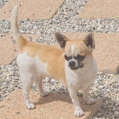 Étalon Chihuahua - Rustine (Sans Affixe)