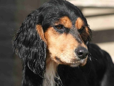 Étalon Cocker Spaniel Anglais - Carheeny tina of Glharama