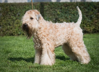 Étalon Irish Soft Coated Wheaten Terrier - CH. Iulius Planus Arancia