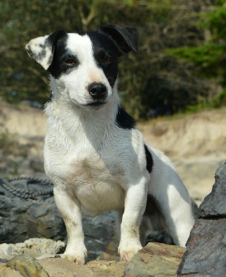 Étalon Jack Russell Terrier - Raegan du bois de Morchène