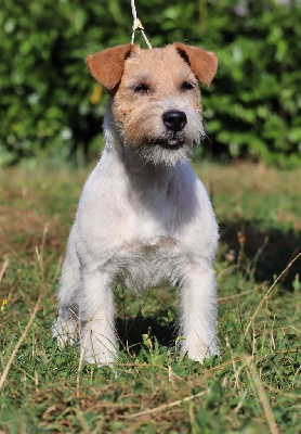 Étalon Jack Russell Terrier - CH. Percy love De La Cité Du Bolwerk