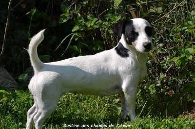 Étalon Jack Russell Terrier - Rustine-la-légende-de-flocon des champs de l'Aisne