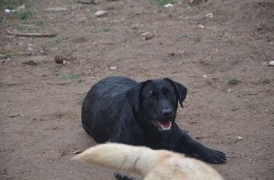 Étalon Labrador Retriever - Resine des Terres des Forges