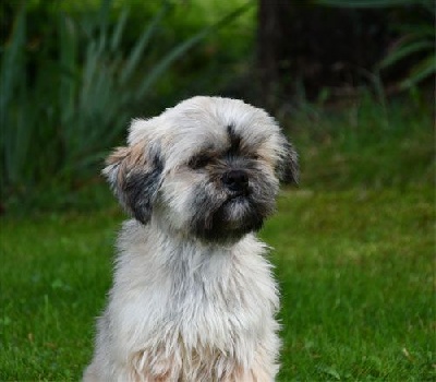 Étalon Lhassa Apso - Popie de dame nature