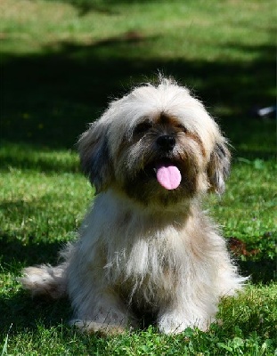 Étalon Lhassa Apso - Ricola de dame nature