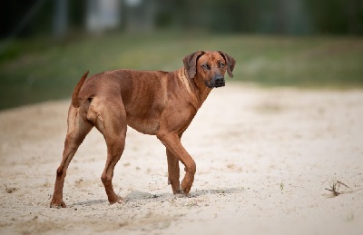 Étalon Rhodesian Ridgeback - Peggy African Shadows