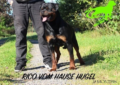 Étalon Rottweiler - CH. Rico Vom Hause Hugel