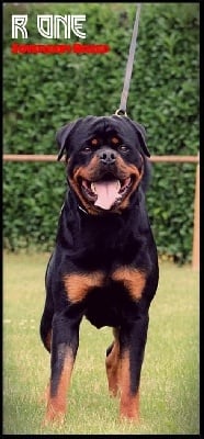 Étalon Rottweiler - R-one Sovereign Breed