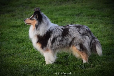 Étalon Shetland Sheepdog - O' my little queen walkyrie De la montagne aux loups