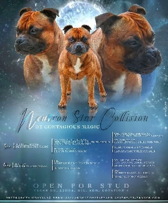 Étalon Staffordshire Bull Terrier - Neutron star collision De Contagious Magic