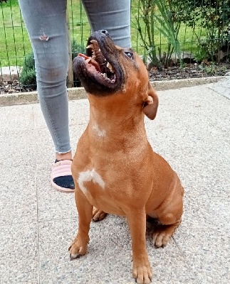 Étalon Staffordshire Bull Terrier - Eros strongbull's knl