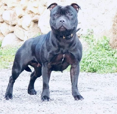 Étalon Staffordshire Bull Terrier - Chic's Story Staff Never forget