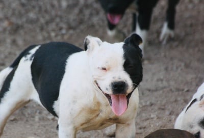 Étalon Staffordshire Bull Terrier - Rescue Of Suprême Staffy's