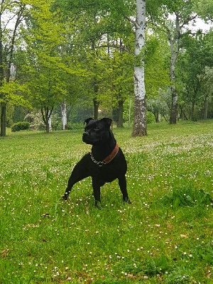 Étalon Staffordshire Bull Terrier - O'easy de los fadolitos sbt