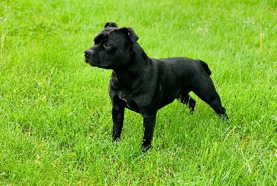 Étalon Staffordshire Bull Terrier - Promise kept Togostaff Black Stafford King