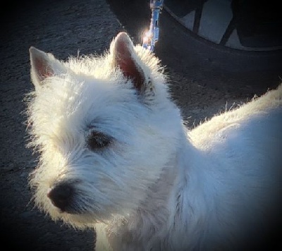 Étalon West Highland White Terrier - Romance d'un jour du clos de reverie
