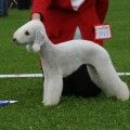 Bedlington Terrier - CH. Eshka s dolgih prudov