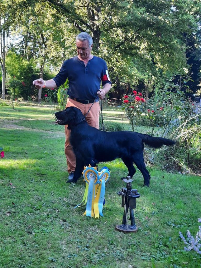 Les Flat Coated Retriever de l'affixe   Du parc des vaux