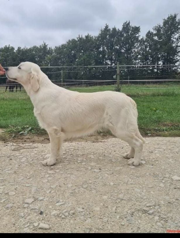 Roule ma poule des Vignes du Broca