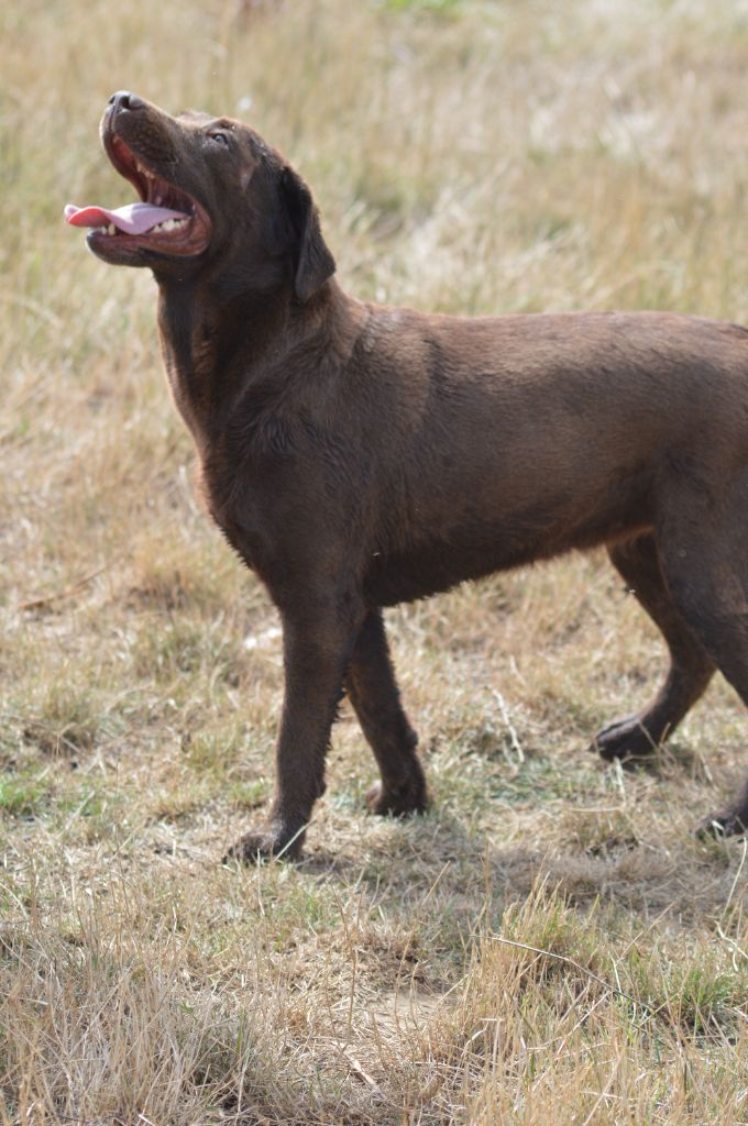 Les Labrador Retriever de l'affixe   Des Gazons D'Ile De France
