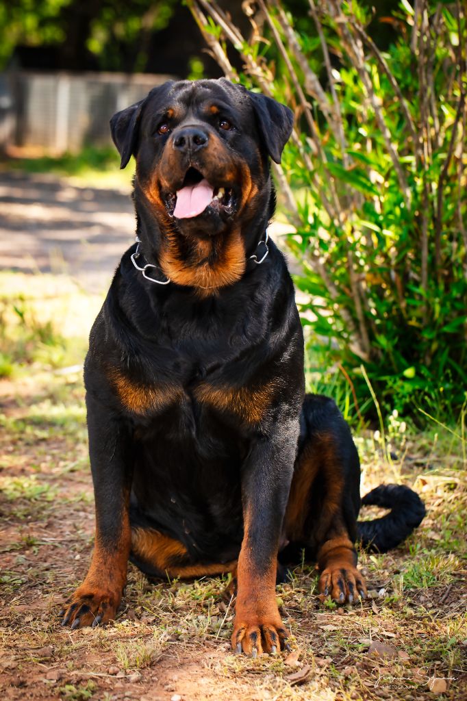 Les Rottweiler de l'affixe   Des Gardiens De La Pia