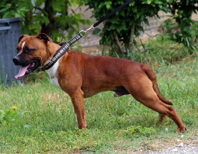 Étalon Staffordshire Bull Terrier - Jump (Sans Affixe)