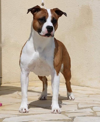 Étalon American Staffordshire Terrier - CH. Miss red diamond de la sacotte