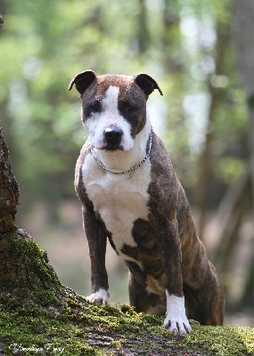 Étalon American Staffordshire Terrier - Nawak De la Maison d'Este