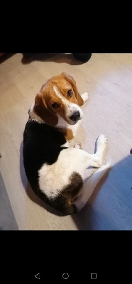 Étalon Beagle - S'mulan De La Tribu Des Hermines