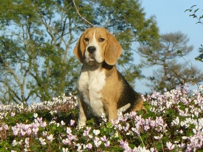 Étalon Beagle - Phanphare De Loujennandre