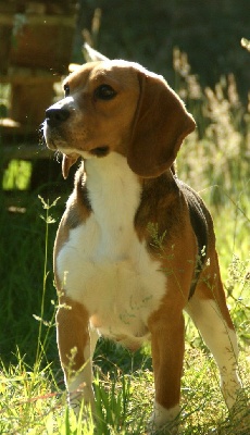 Étalon Beagle - Pretty de la Taverniere