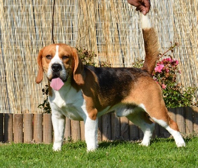 Étalon Beagle - Rondet (Sans Affixe)