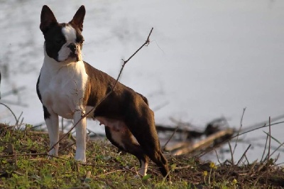 Étalon Boston Terrier - Mavikaflo's Peek a boo