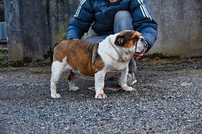 Étalon Bulldog Anglais - Plume of gypsy the dog at golden eyes
