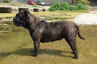 Étalon Bulldog continental - Rosace Des Brumes Du Luberon