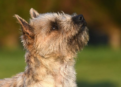 Étalon Cairn Terrier - des Louves de Toscane Raiponce