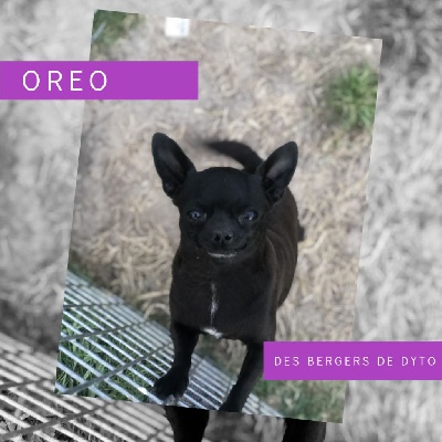 Étalon Chihuahua - Oreo des bergers de dyto