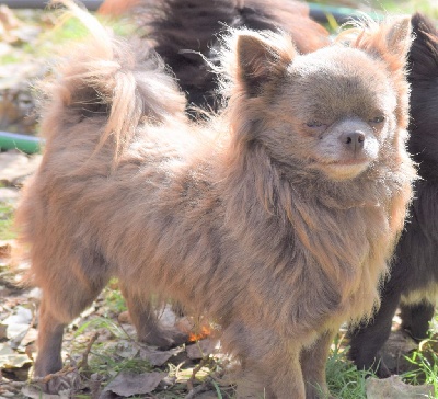 Étalon Chihuahua - Precious little angel des Brumes de Rhodanie