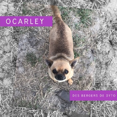 Étalon Chihuahua - Ocarley des bergers de dyto