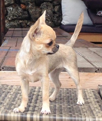 Étalon Chihuahua - Saphir de la Vallée des Aymaras