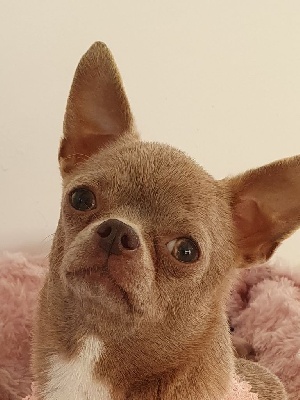 Étalon Chihuahua - Princesse violetta De La Contrée Des Elfes