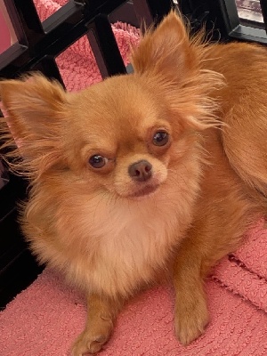 Étalon Chihuahua - Red ruby Du Hameau De Selcra