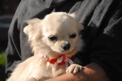 Étalon Chihuahua - Rugby Lou Crozia