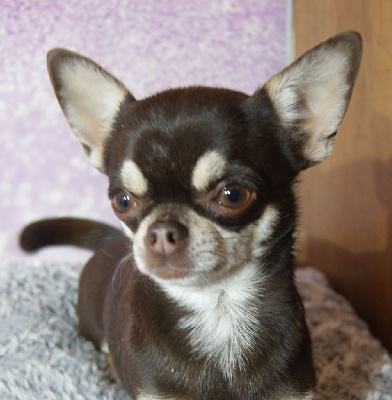 Étalon Chihuahua - Princesse leia de L'Arbre des Batailles