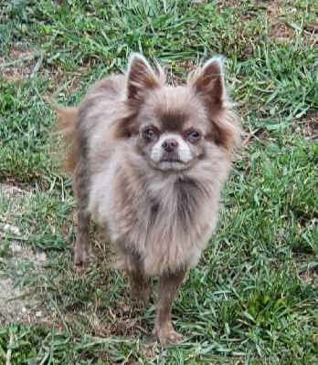 Étalon Chihuahua - Pearl Du Royaume D'odin