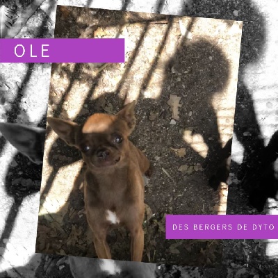 Étalon Chihuahua - Ole des bergers de dyto