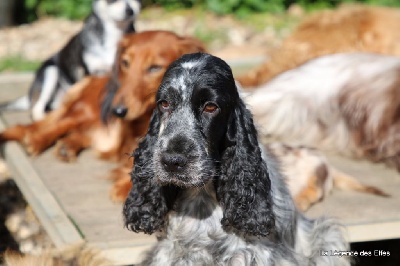 Étalon Cocker Spaniel Anglais - Neytiri de la legende des elfes