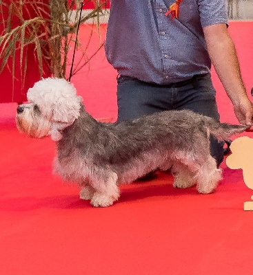 Étalon Dandie Dinmont Terrier - CH. fairmac His eminence